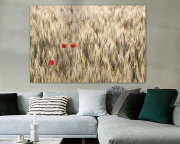 klaproos in het veld