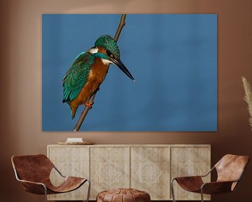 Kingfisher by Peter van Winkel