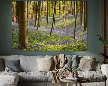 Blue bells blooming in a forest by Kim Claessen