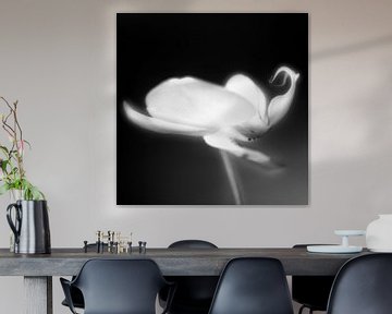 Phalaenopsis in zwart wit van Pieter van Roijen