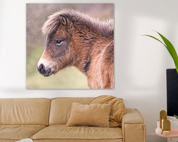Portrait Exmoor Pony sur Dirk-Jan Steehouwer
