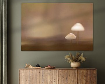 Mushrooms in the forest in a serene atmosphere sur Angelique Koops