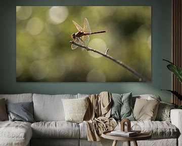 Libelle mit Hintergrundbeleuchtung von Caroline de Brouwer
