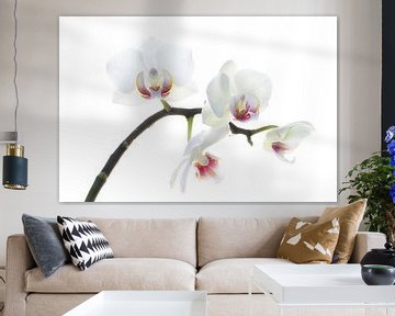 orchidée, blanche