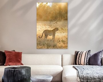 Luipaard in Zuid-Afrika van Frank Sengers