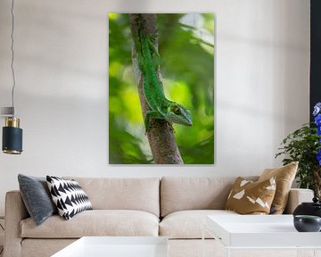 Ein jagender Anolis luteogularis im tropischen Regenwald von Kuba von Thijs van den Burg