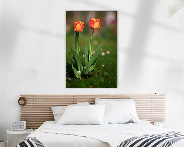 Twee tulpen