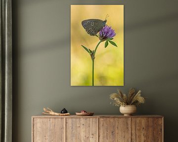 Bullfinch sitting on red clover by Thijs van den Burg