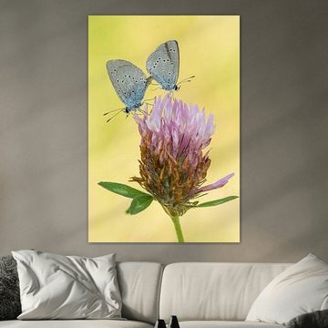 Accouplement de clochettes bleues sur trèfle rouge