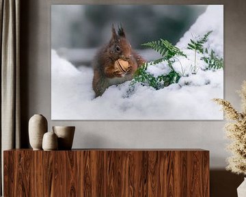 Eekhoorn met een walnoot in de sneeuw. van Albert Beukhof