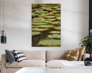 Lily Pond sur Dirk Rüter