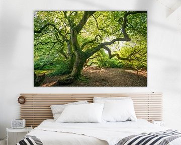 Süntel beech avenue in summer by Oliver Henze