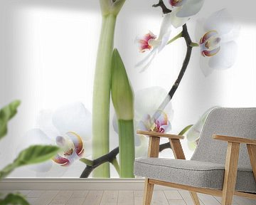 Stilleven amaryllis en  orchidee van Klaartje Majoor