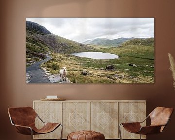Die grüne Landschaft von Snowdonia mit einem Schaf, Fotodruck