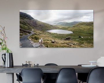 The green landscape of Snowdonia with a sheep, photo print by Manja Herrebrugh - Outdoor by Manja