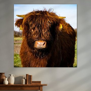 Veau écossais Highlander