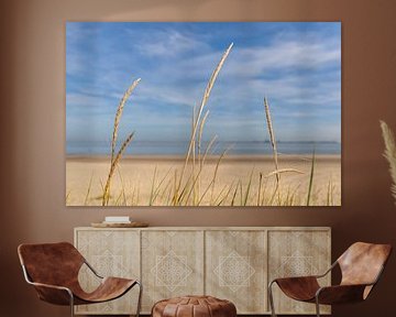 Strandhafer am Strand von Zeeuws-Vlaanderen