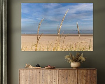 Strandhafer am Strand von Zeeuws-Vlaanderen