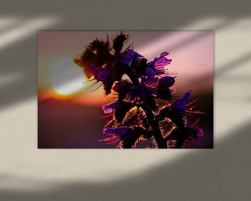 Eine lila Blume im Sommer während eines Sonnenuntergangs von Karijn | Fine art Natuur en Reis Fotografie
