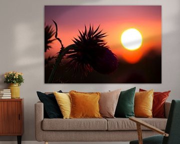 Een distel tijdens de zonsondergang van Karijn | Fine art Natuur en Reis Fotografie
