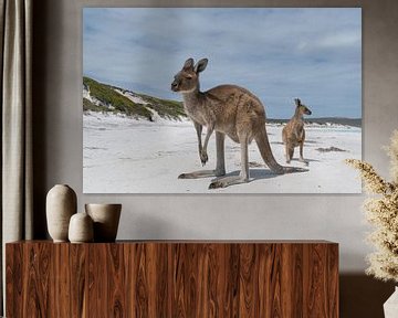 Kangoeroes, Lucky Bay, Cape Le Grand National Park, West-Australië van Alexander Ludwig