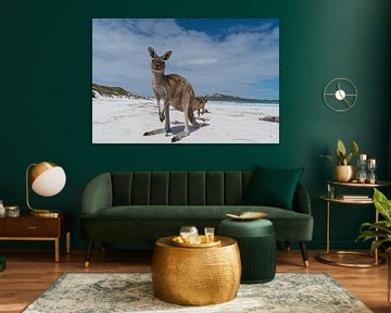 Kangoeroes, Lucky Bay, Cape Le Grand National Park, West-Australië