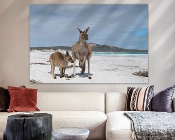 Kängurus, Lucky Bay, Cape Le Grand National Park, Westaustralien