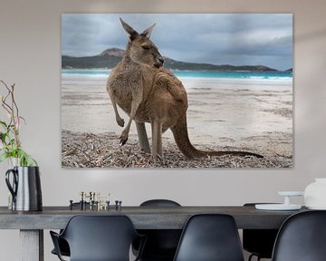 Kangoeroes, Lucky Bay, Cape Le Grand National Park, West-Australië van Alexander Ludwig