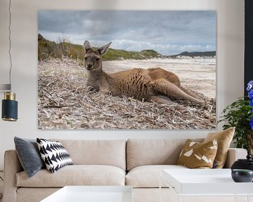 Kängurus, Lucky Bay, Cape Le Grand National Park, Westaustralien von Alexander Ludwig