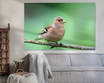 Buchfink (Fringilla coelebs) von Dirk Rüter