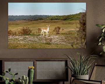 Young roe deer in the dunes 5 by Percy's fotografie