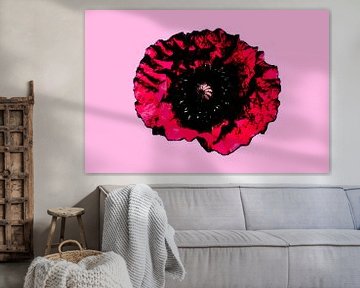 Coquelicot en rose