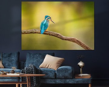 Kingfisher in warm light by Arnoud van der Aart