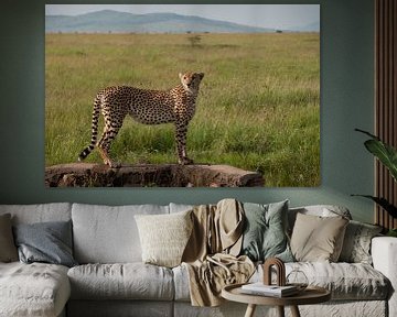 Un guépard regarde son terrain de chasse sur Stephan Spelde