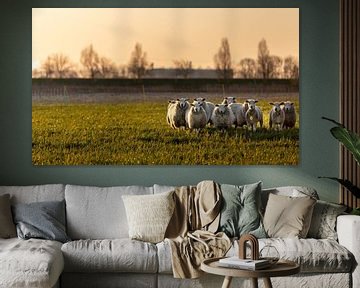 Schapen met het winterse ochtendlicht van Percy's fotografie