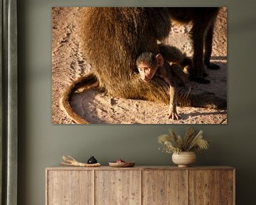 Daydreaming baby baboon von Stephan Spelde