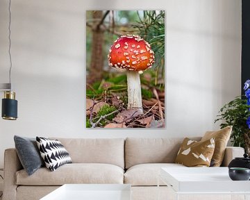 Roter Pilz von Henrico Fotografie