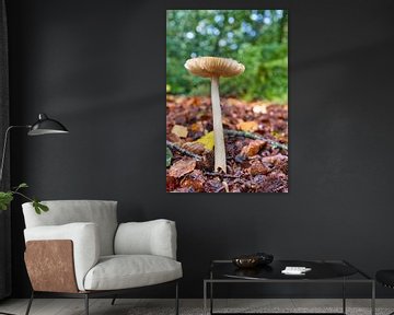 Schöner Pilz von Henrico Fotografie