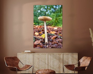 Un beau champignon sur Henrico Fotografie