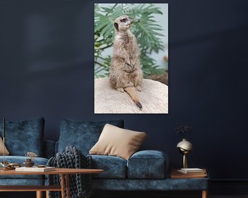 Suricate sur Henrico Fotografie