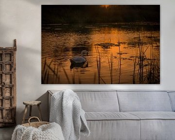 Zwaan in meer tijdens gouden zonsondergang van Mayra Fotografie