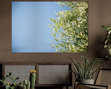 Olive leaves on a tree with a blue sky as background by Esther esbes - kleurrijke reisfotografie