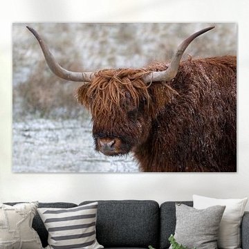 Highlander écossais