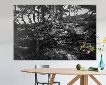 boomwortels in zwart wit van Bert-Jan de Wagenaar