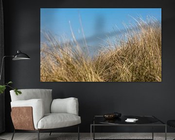 L'herbe à marmotte dans les dunes sur Percy's fotografie