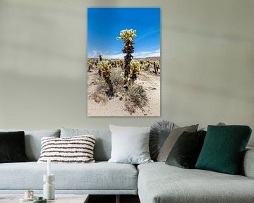 Cholla Cactus Garden, Joshua Tree National Park von Melanie Viola