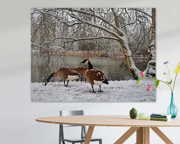Snow Geese