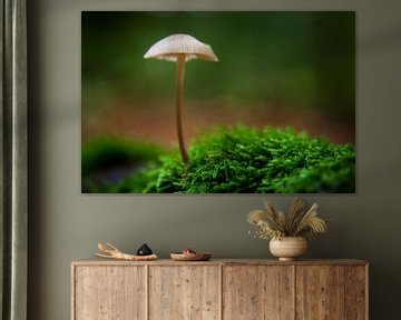 Lonely Mushroom by Dennis Claessens