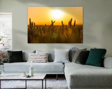 Weizenfeld im goldenen Schein der Abendsonne während der goldenen Stunde von Kim Willems