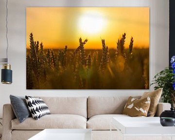 Wheatfield in the golden glow of the evening sun during the golden hour by Kim Willems